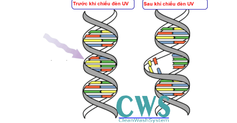 Đèn UV phá vỡ DNA